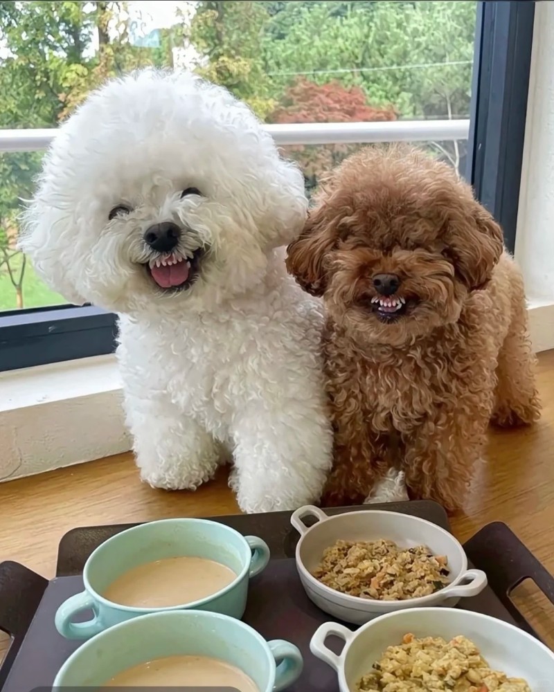 ảnh chó cười nhe răng 24
