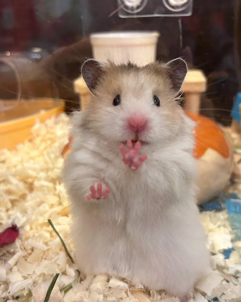 ảnh chuột hamster 1