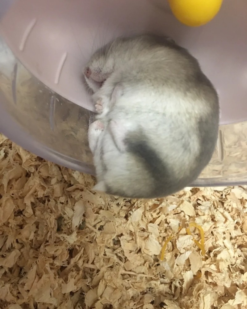 ảnh chuột hamster 11