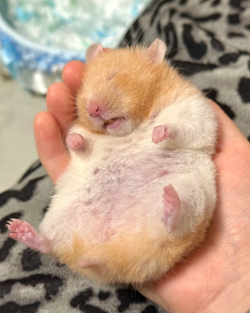 ảnh chuột hamster 14