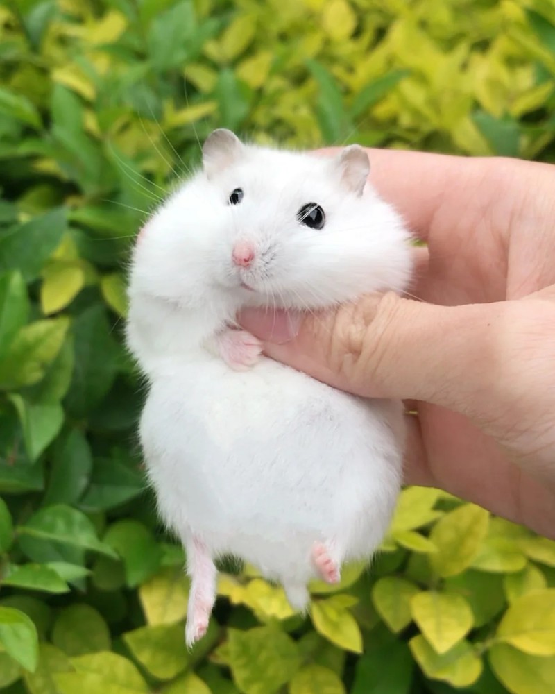 ảnh chuột hamster 15