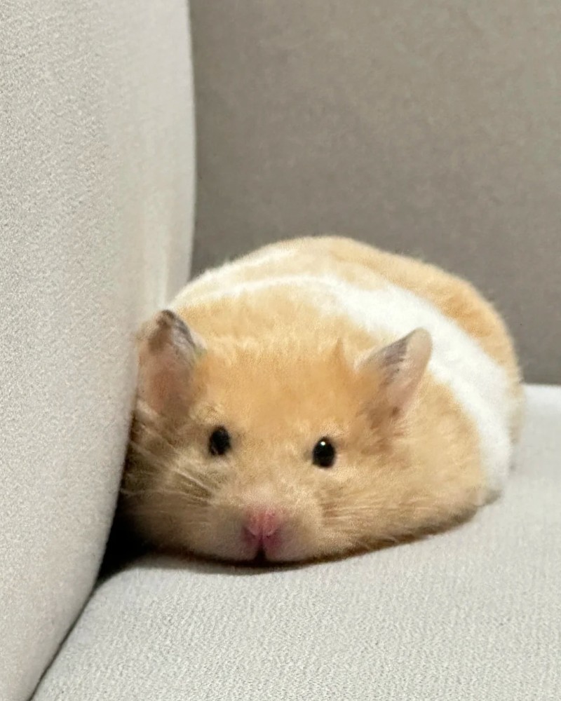 ảnh chuột hamster 2