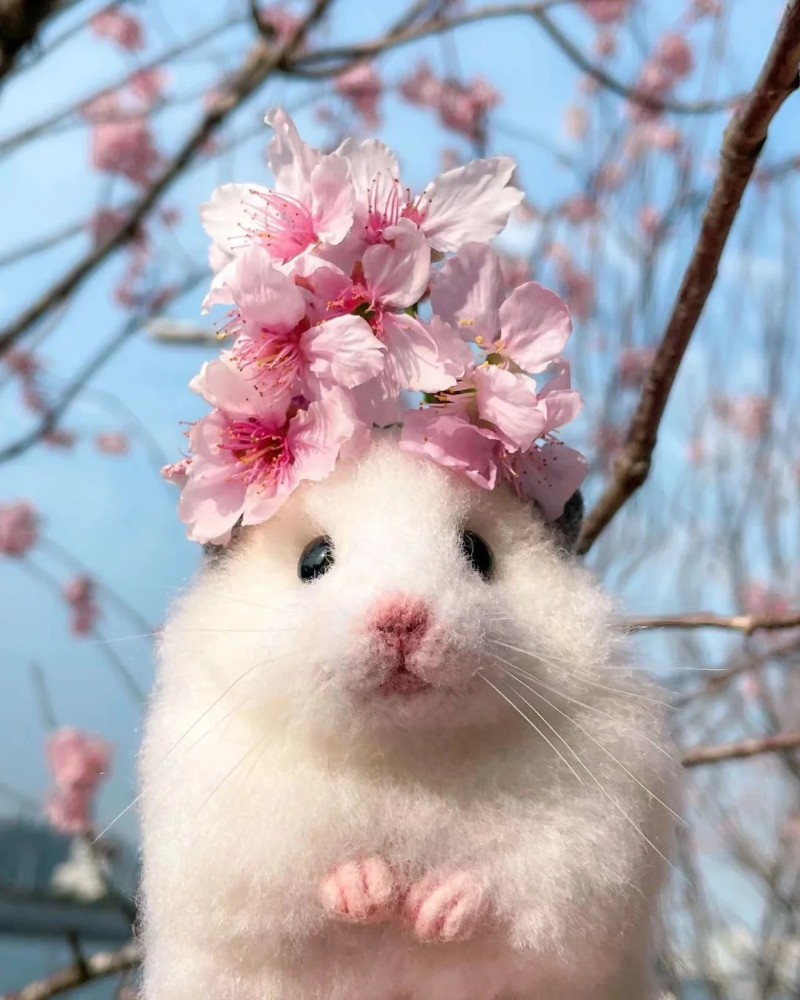 ảnh chuột hamster 20