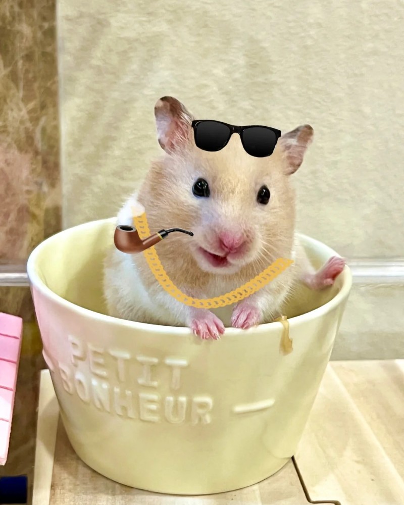 ảnh chuột hamster 21