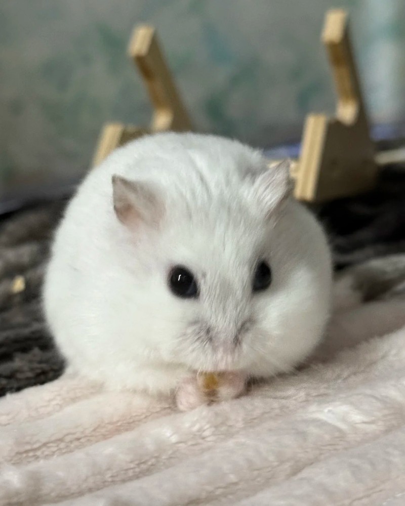 ảnh chuột hamster 22