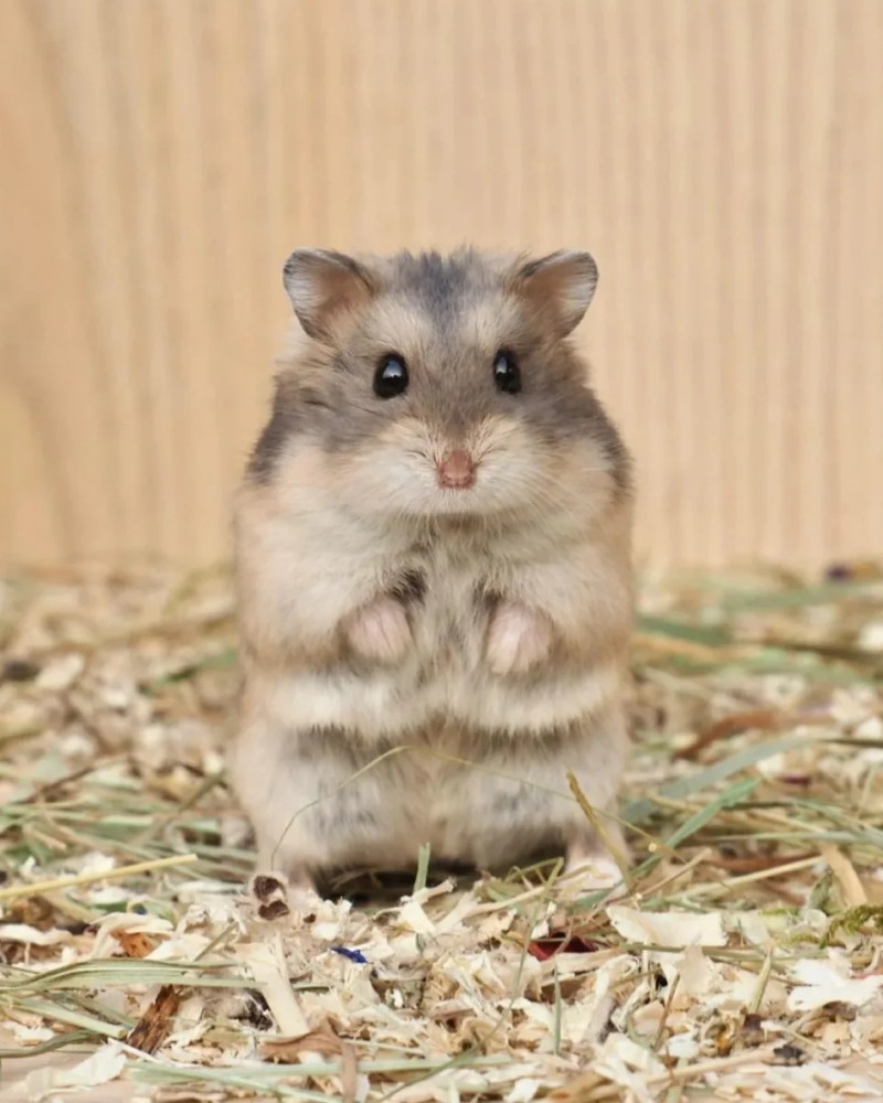 ảnh chuột hamster 23