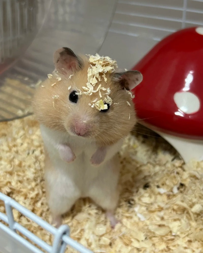 ảnh chuột hamster 24