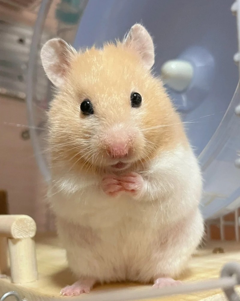 ảnh chuột hamster 25