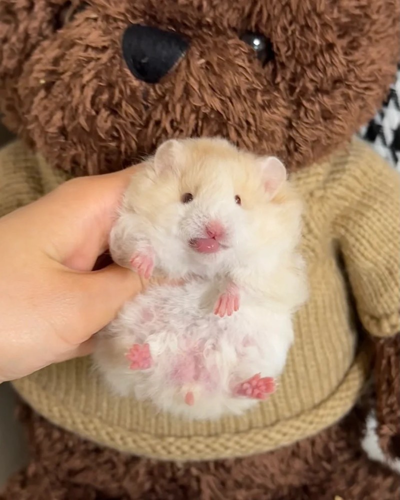 ảnh chuột hamster 26