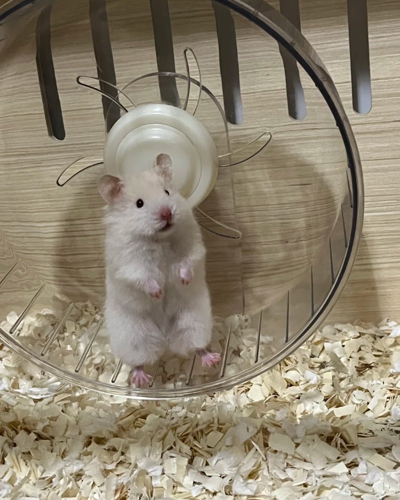 ảnh chuột hamster 28