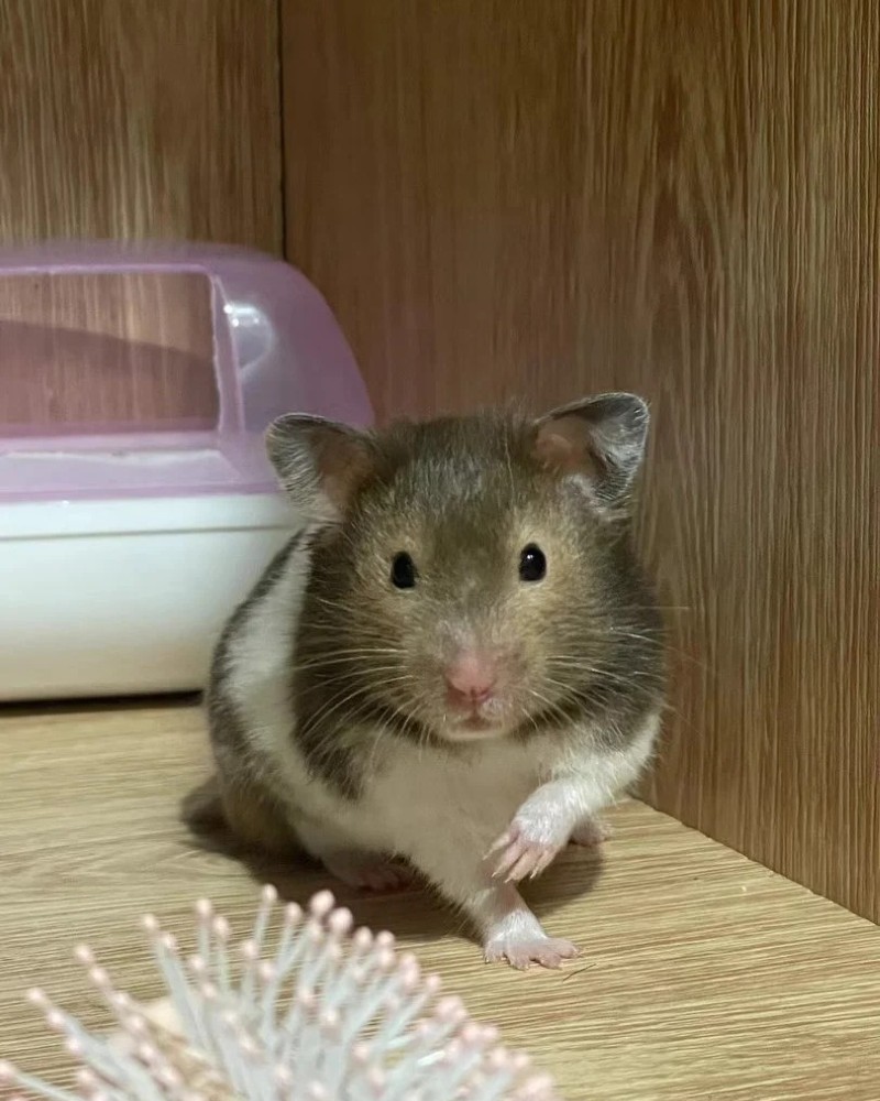 ảnh chuột hamster 3