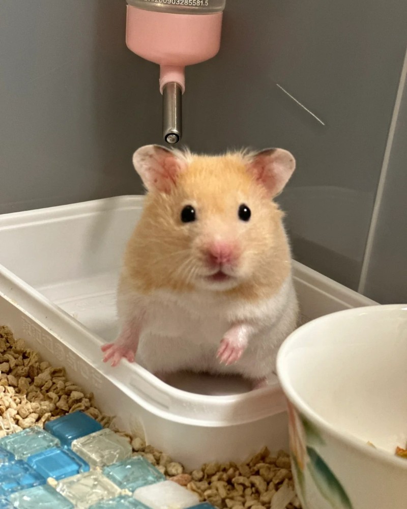 ảnh chuột hamster 32