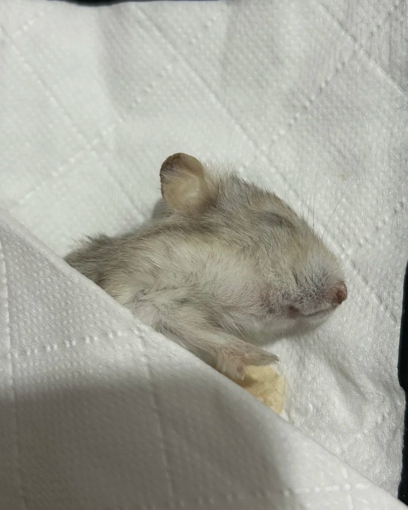 ảnh chuột hamster 33