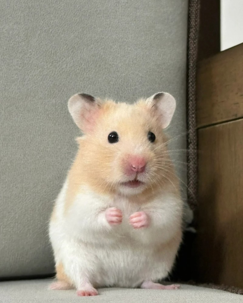 ảnh chuột hamster 34