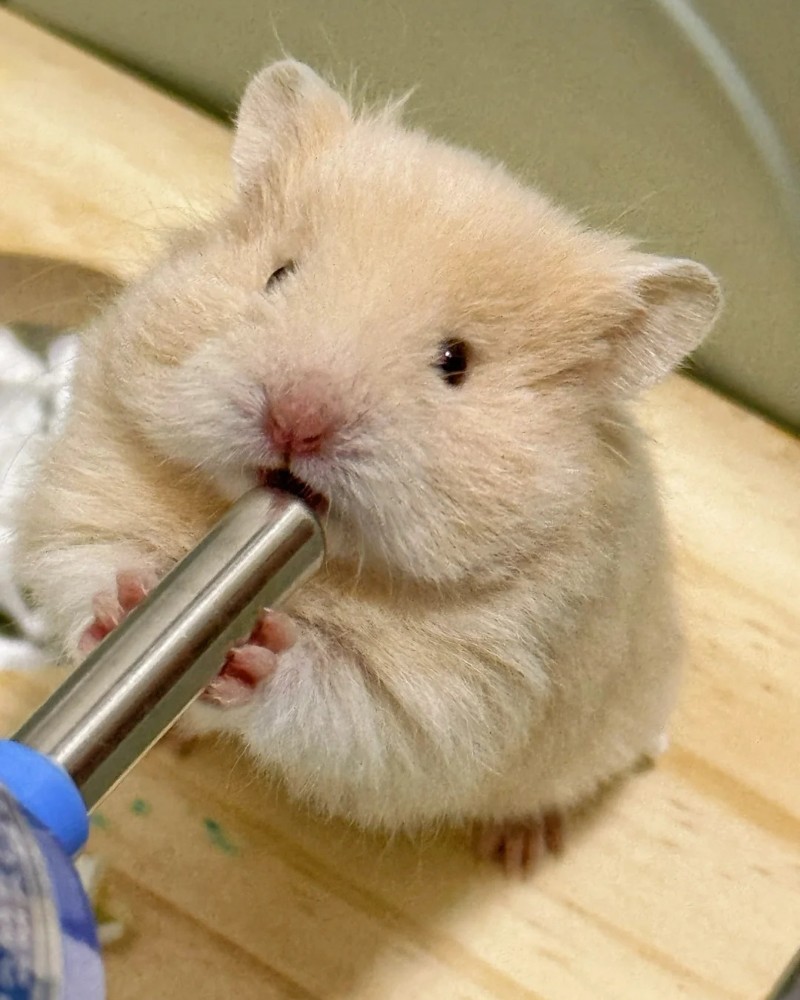 ảnh chuột hamster 35