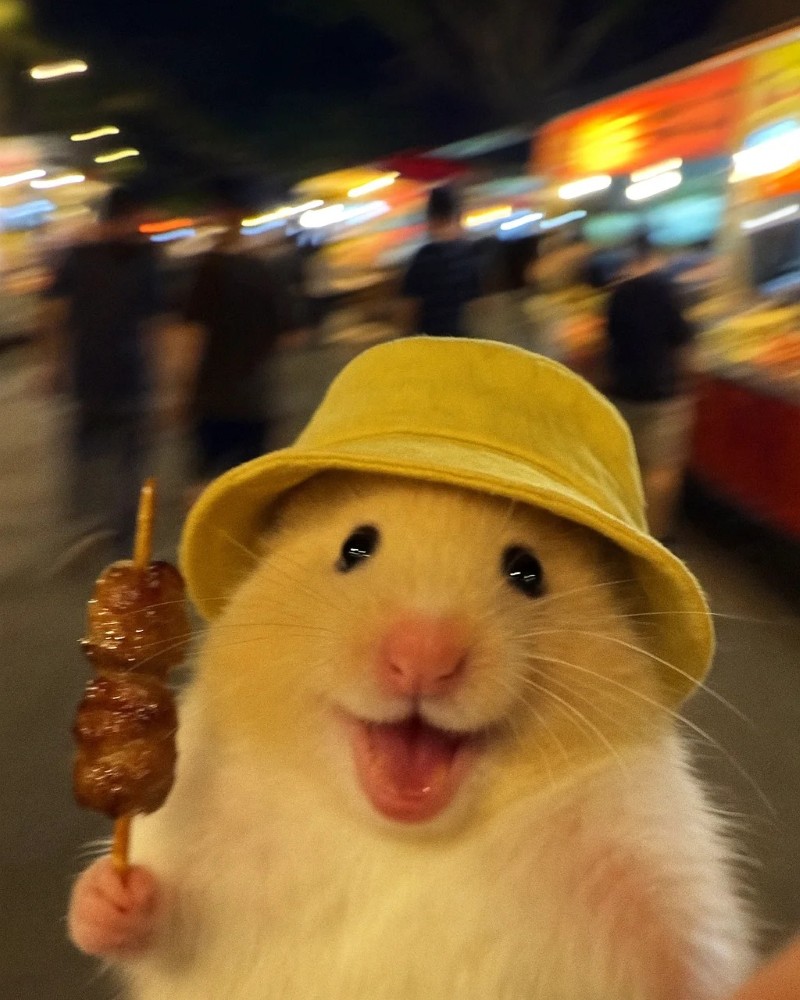 ảnh chuột hamster 7
