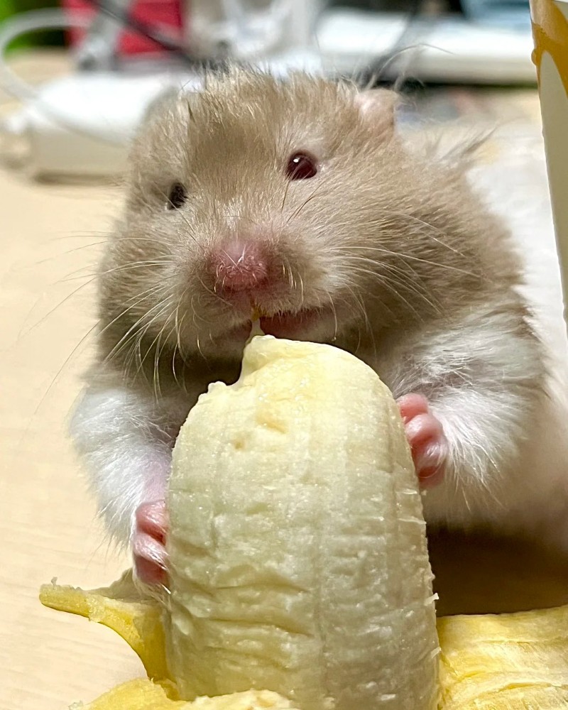 ảnh chuột hamster ăn chuối