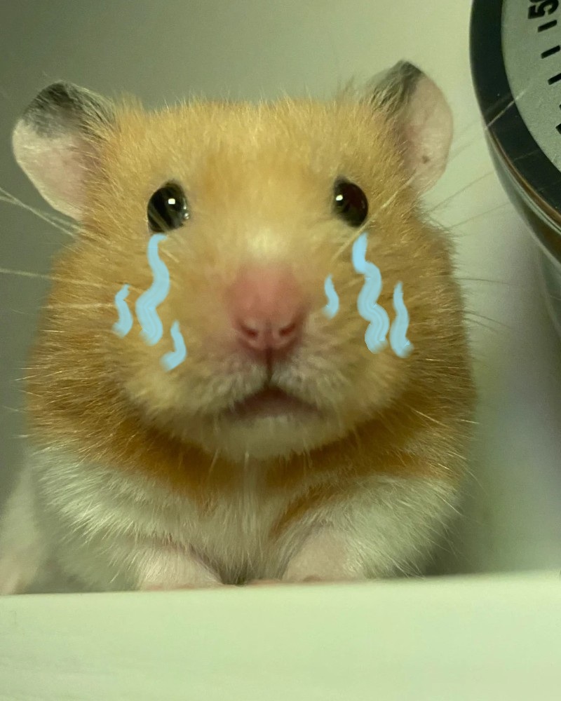 ảnh chuột hamster khóc