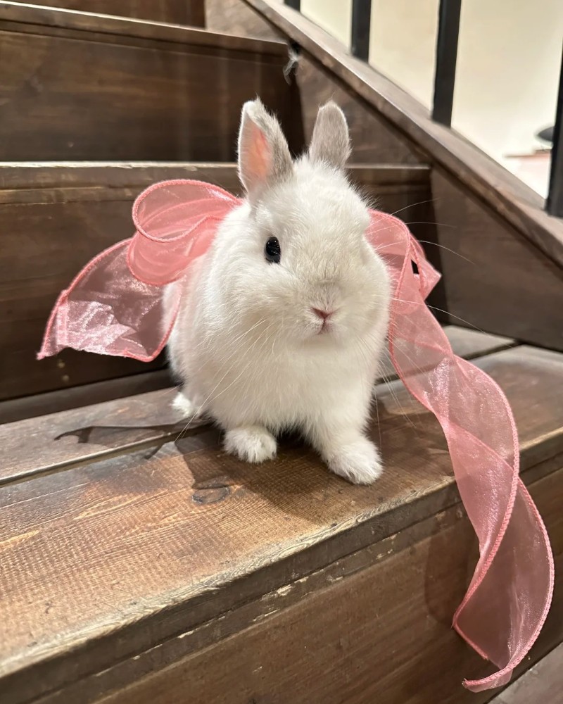 hình nền con thỏ cute 1