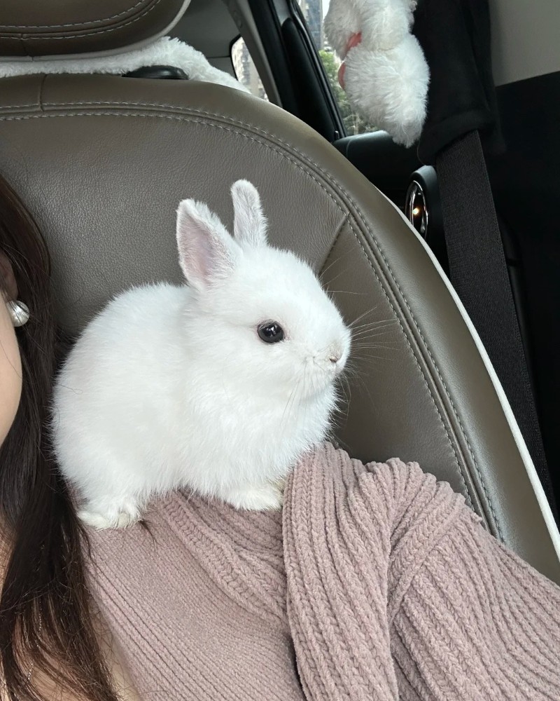 hình nền con thỏ cute 18