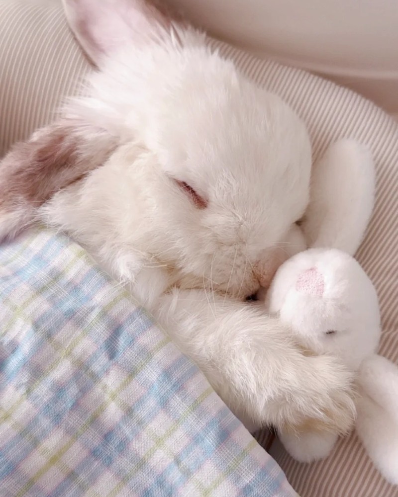 hình nền con thỏ cute 29