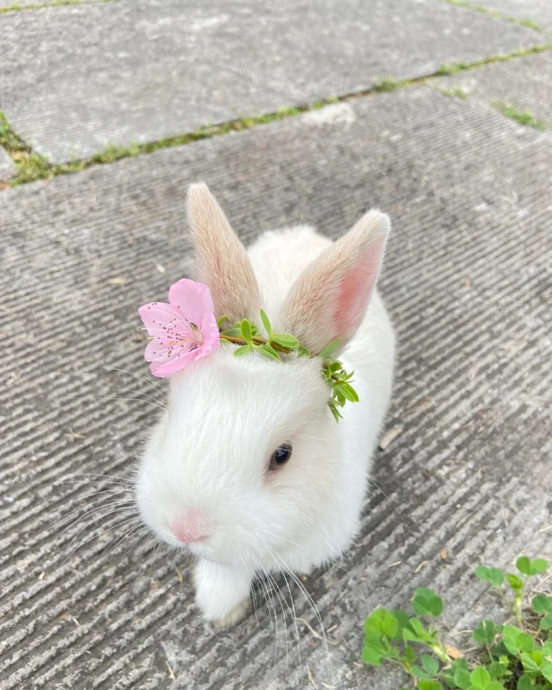 hình nền con thỏ cute 35