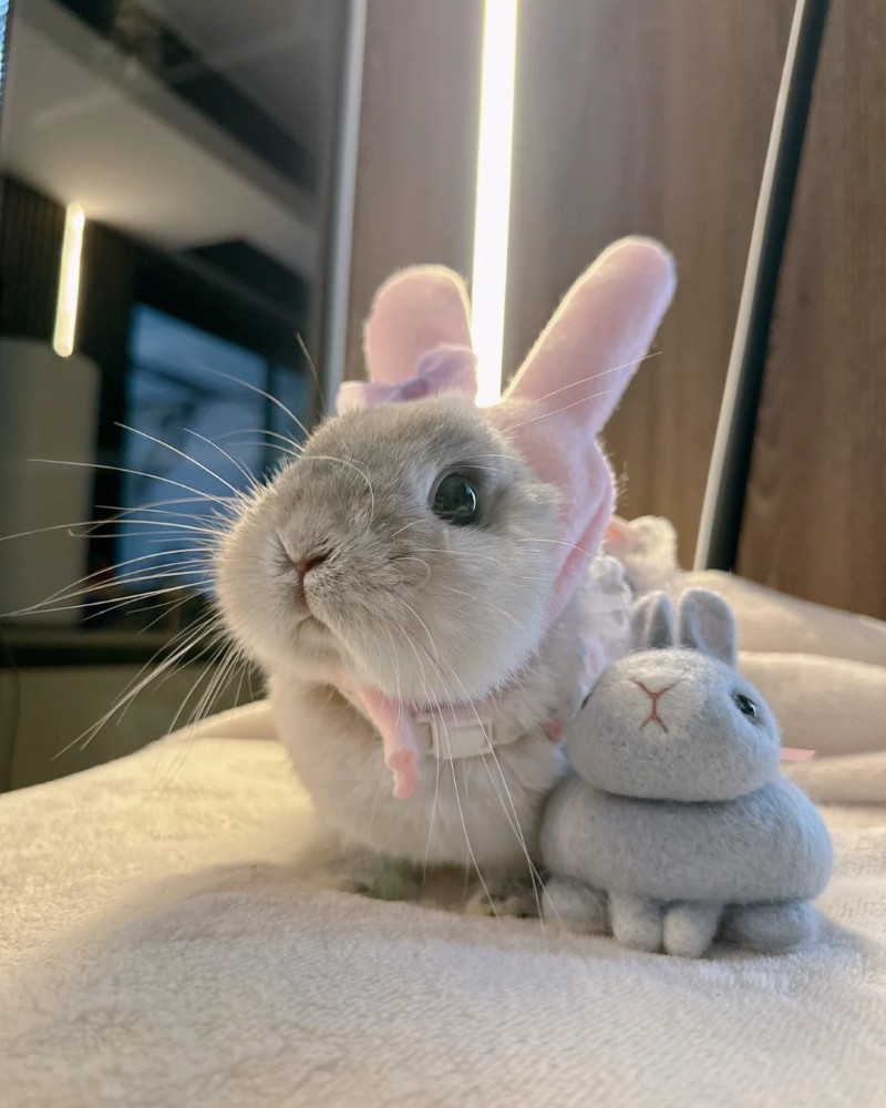 hình nền co39n thỏ cute 