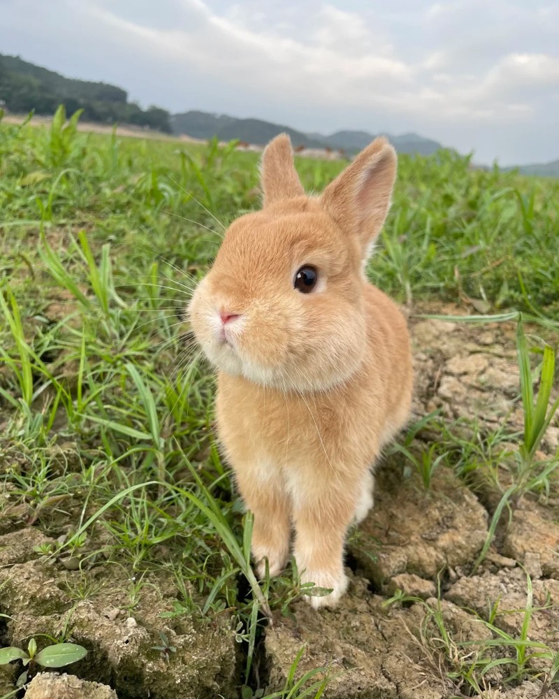 hình nền con thỏ cute 4