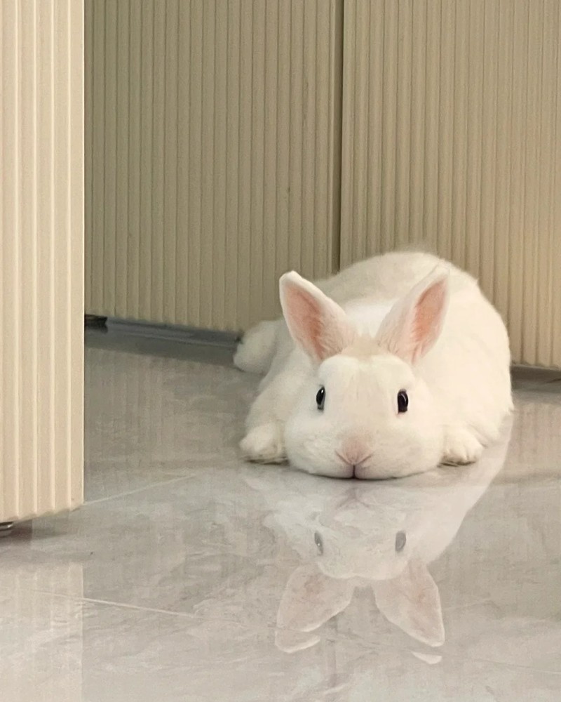 hình nền con thỏ cute 5