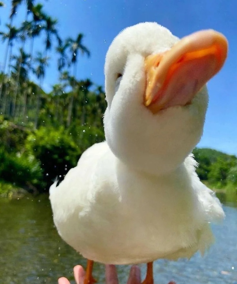 hình nền con vịt trắng cute 22