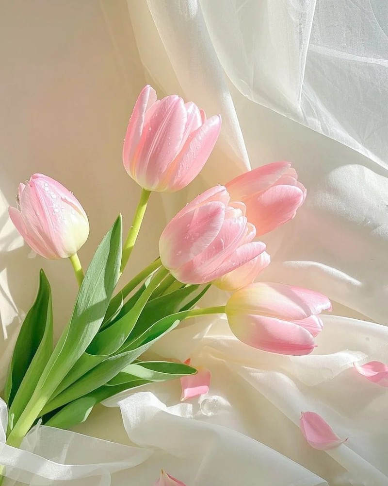 hình nền hoa tulip hồng 11