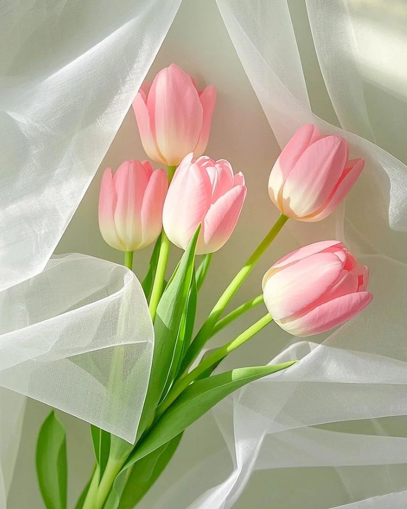 hình nền hoa tulip hồng 12