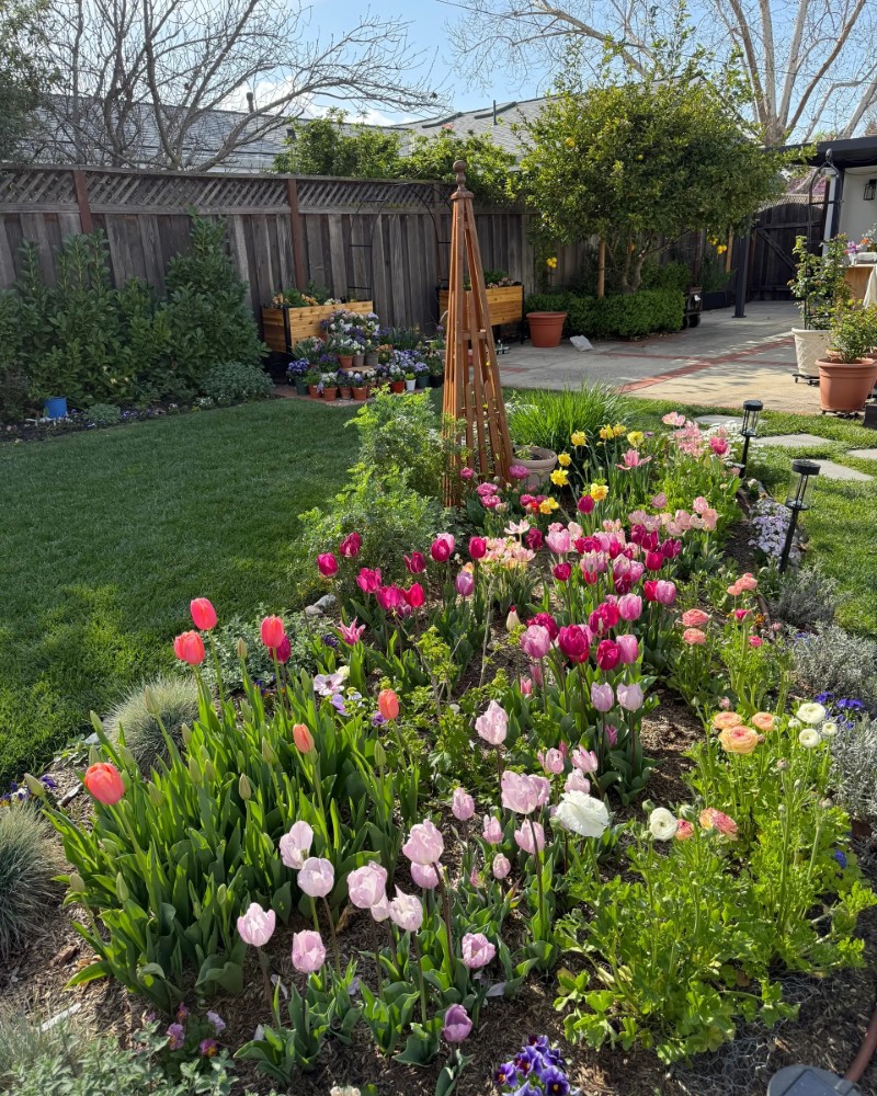 hình nền hoa tulip hồng 15