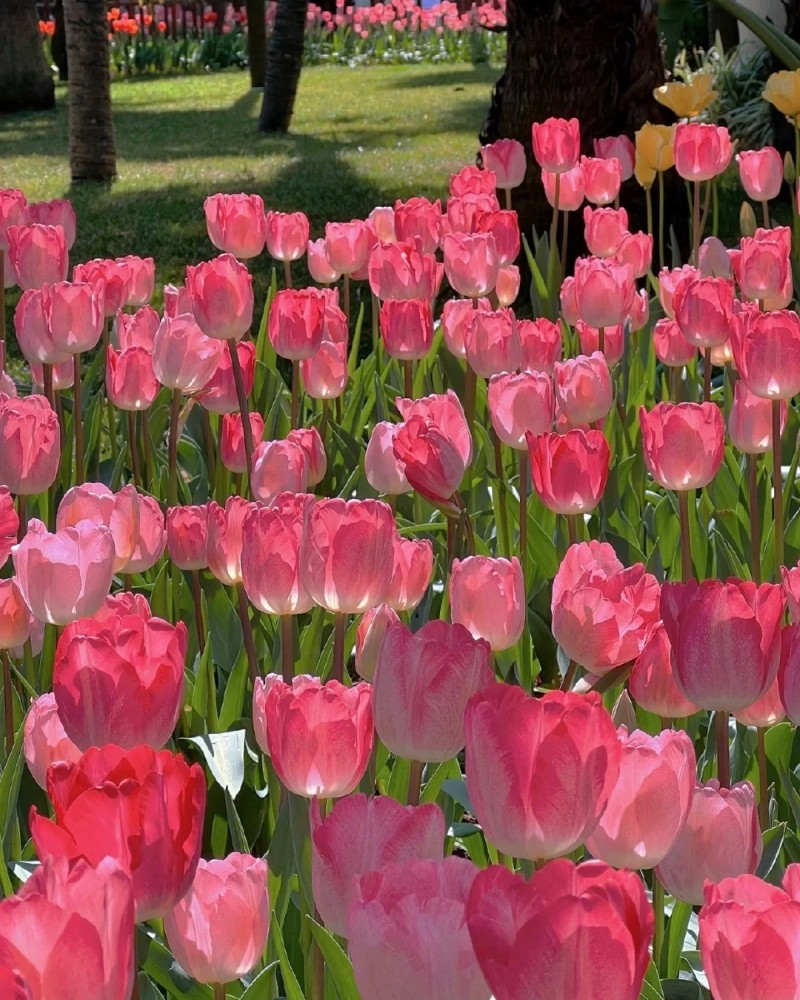 hình nền hoa tulip hồng 16
