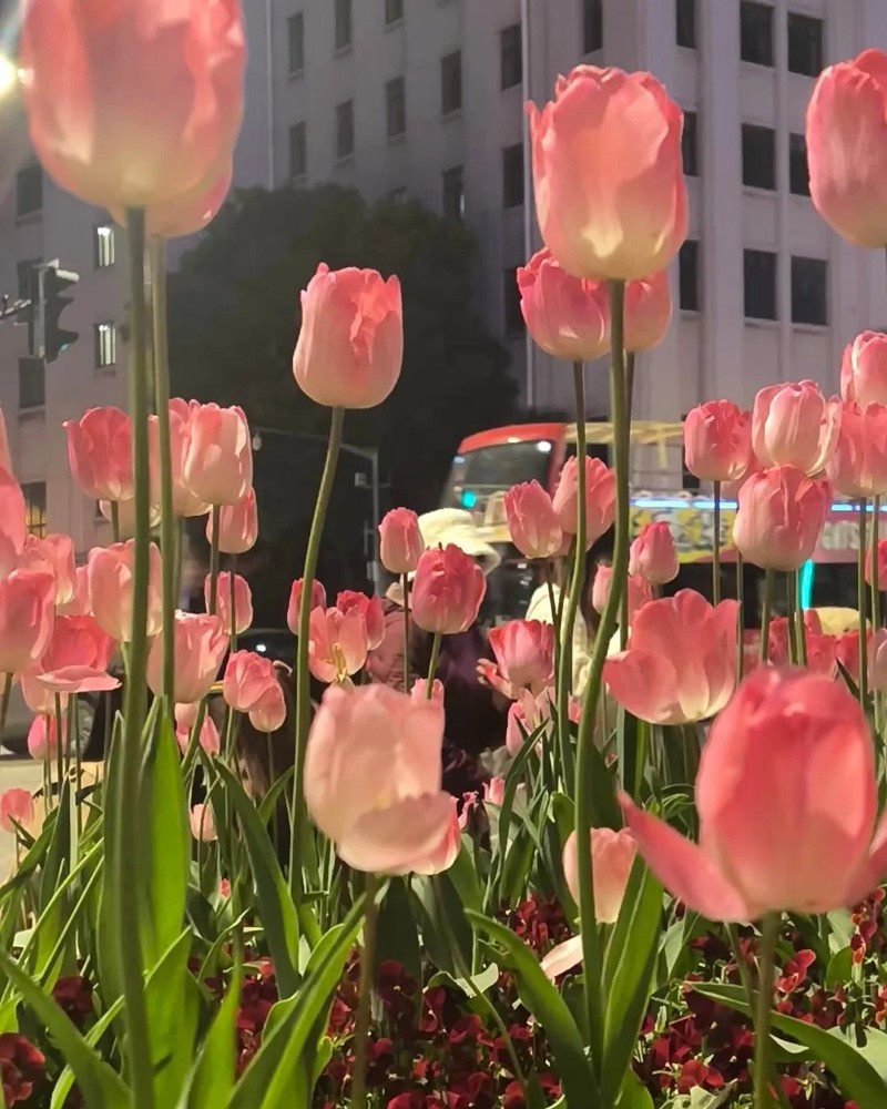 hình nền hoa tulip hồng 17