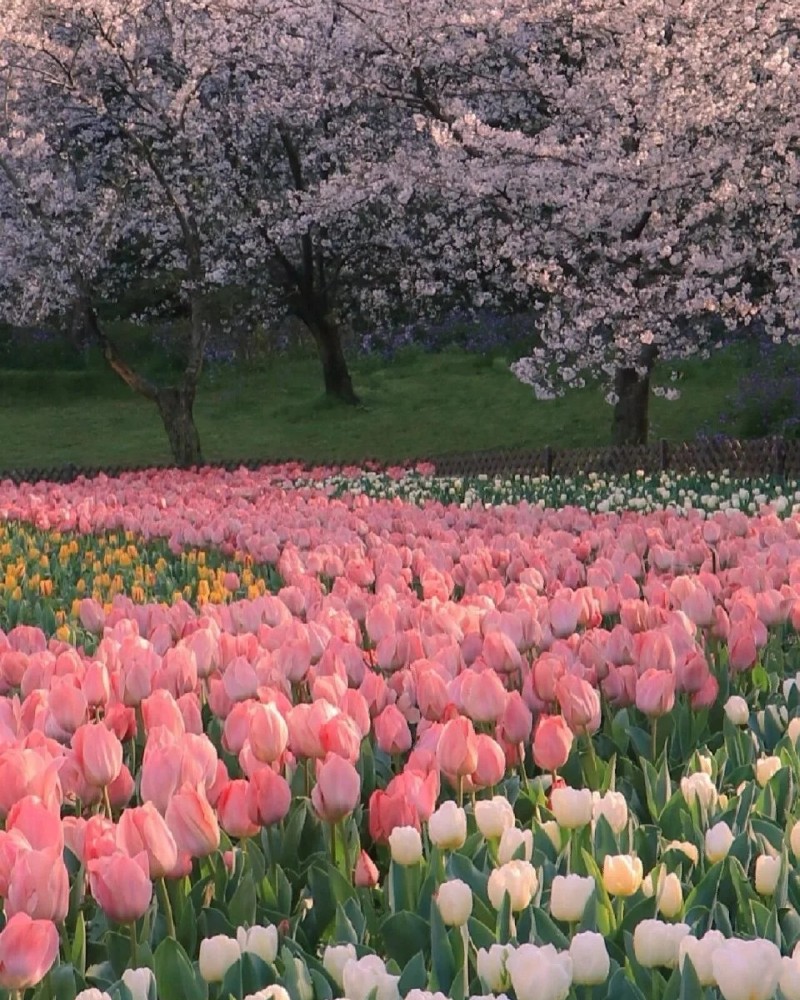 hình nền hoa tulip hồng 18
