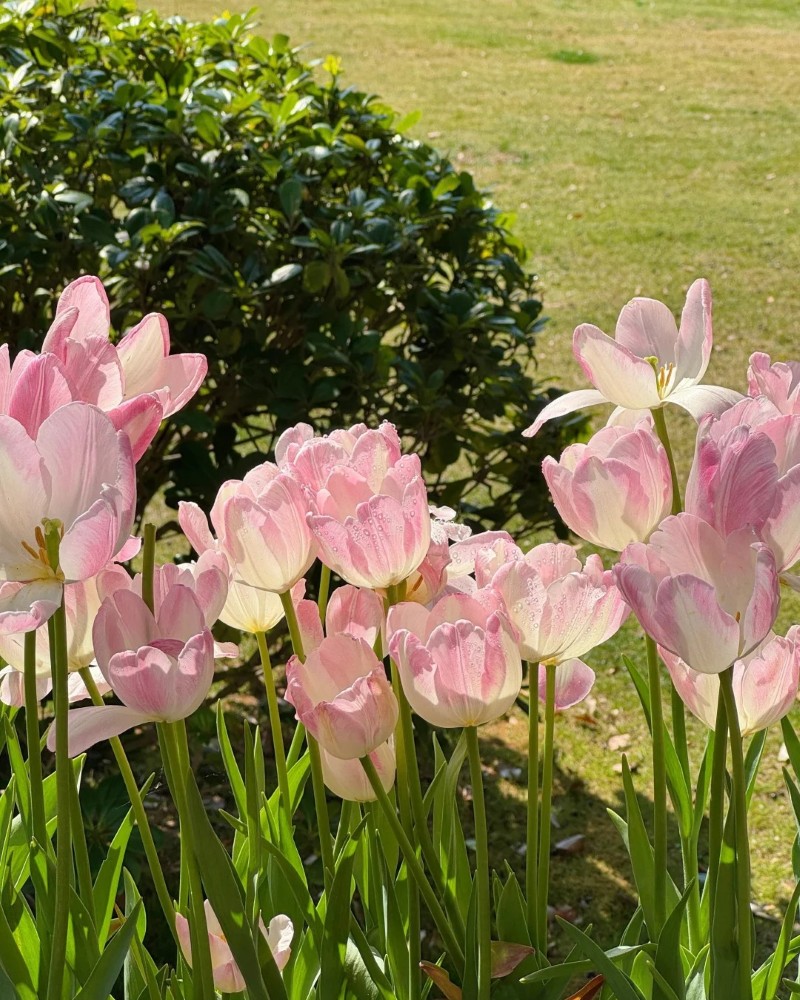 hình nền hoa tulip hồng 19