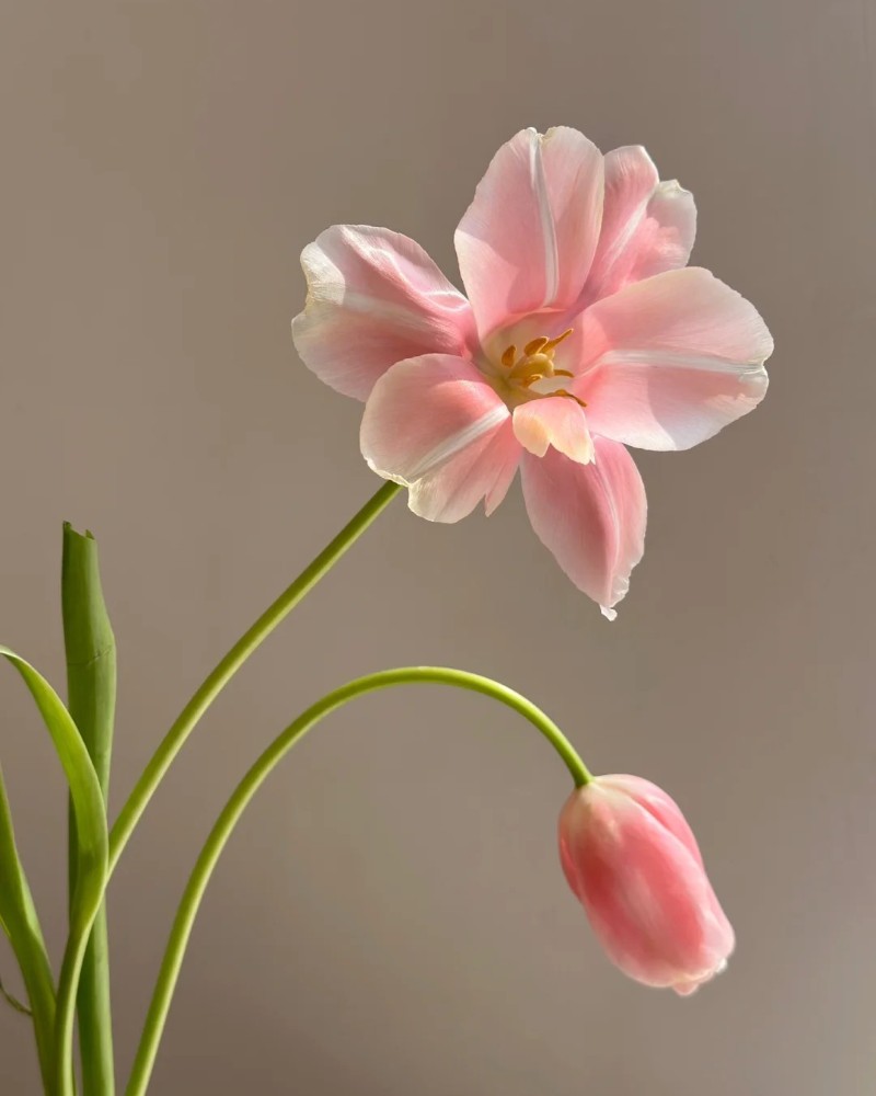 hình nền hoa tulip hồng 21