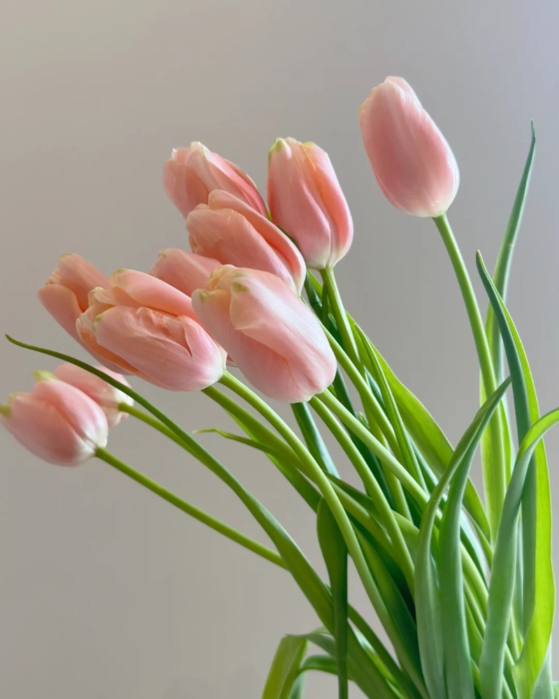 hình nền hoa tulip hồng 22