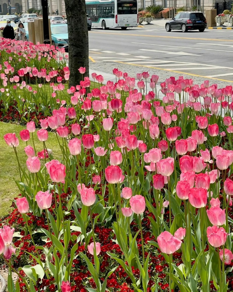 hình nền hoa tulip hồng 26