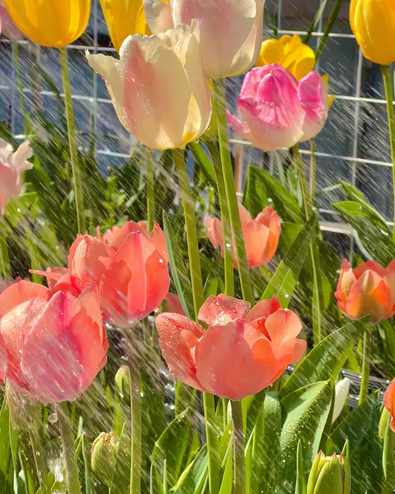 hình nền hoa tulip hồng 27