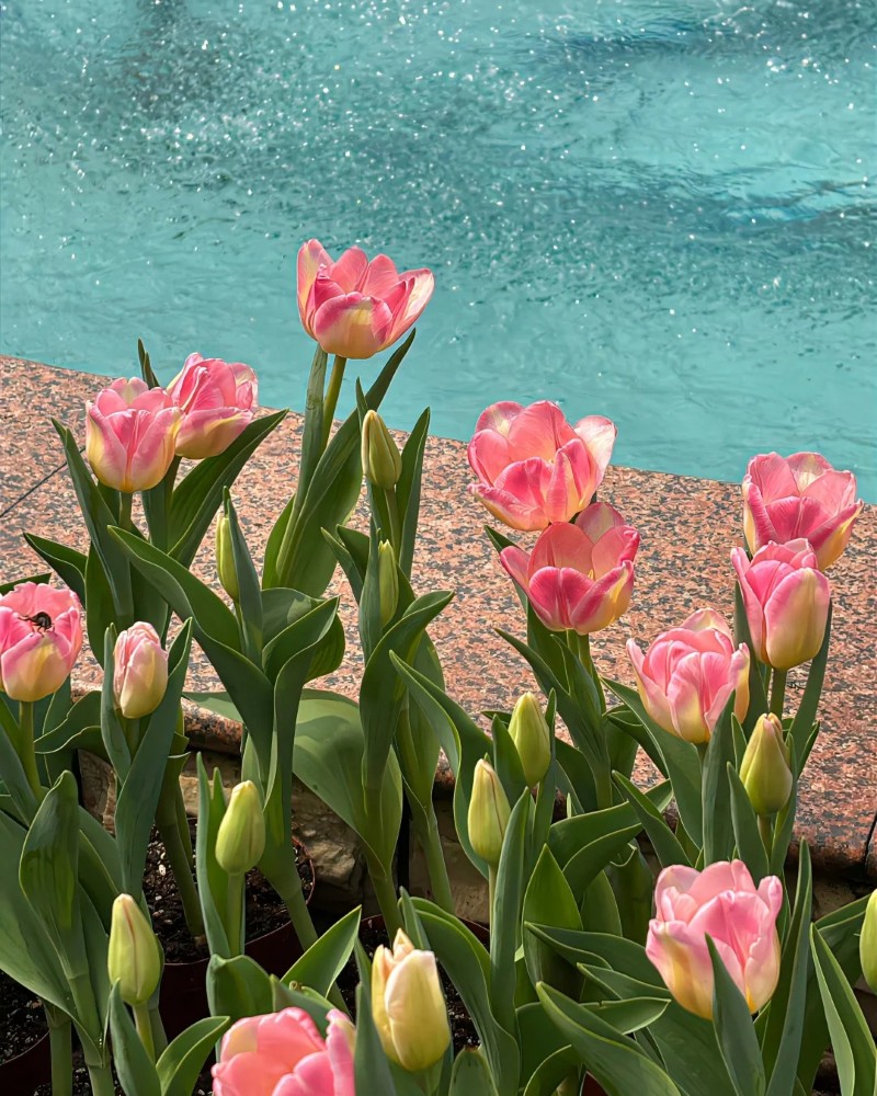 hình nền hoa tulip hồng 28