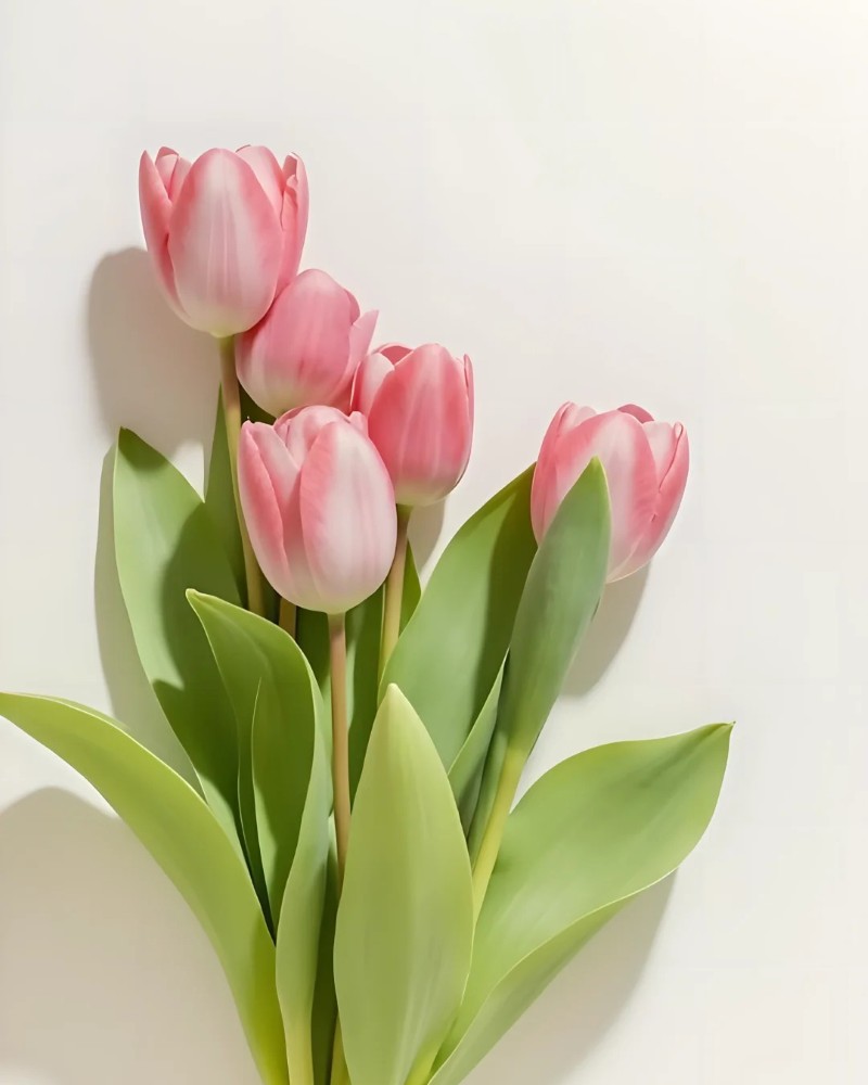 hình nền hoa tulip hồng 30 