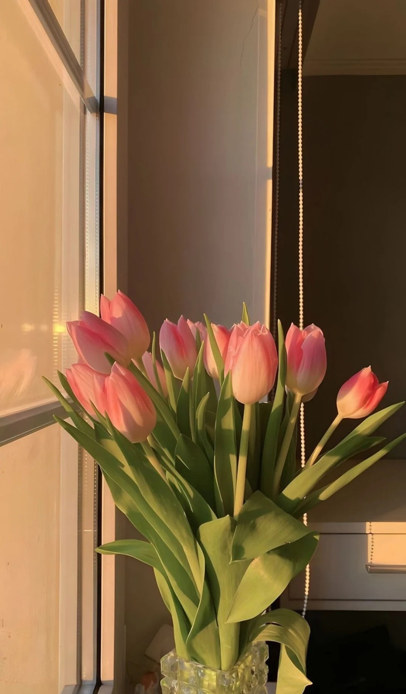 hình nền hoa tulip hồng 31