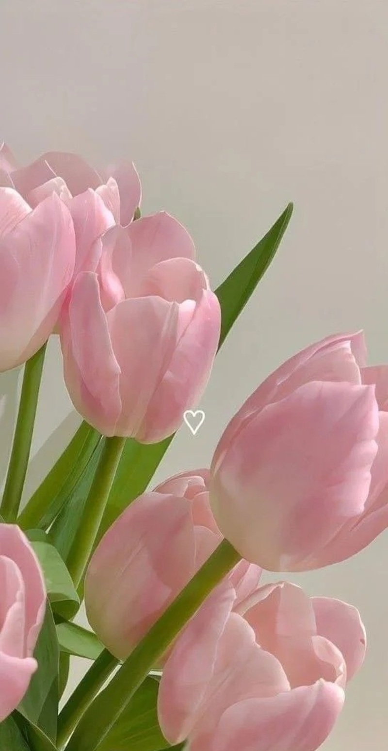 hình nền hoa tulip hồng 33