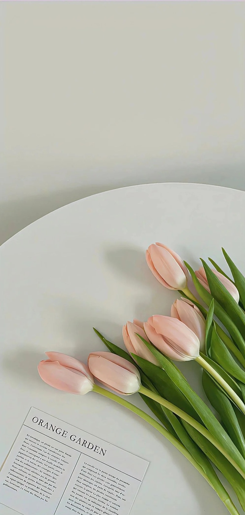 hình nền hoa tulip hồng 35