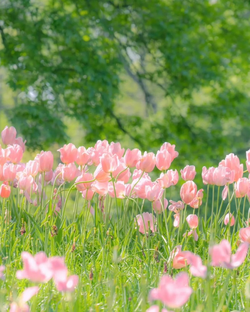 hình nền hoa tulip hồng 37