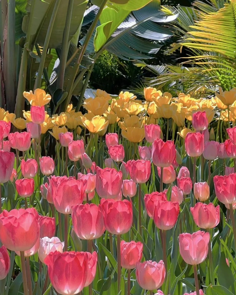 hình nền hoa tulip hồng 38