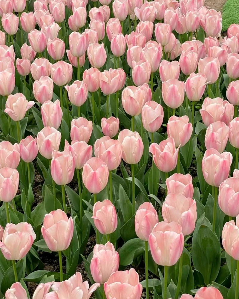hình nền hoa tulip hồng 39