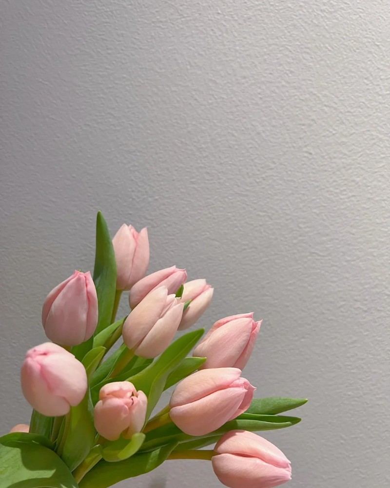 hình nền hoa tulip hồng 40